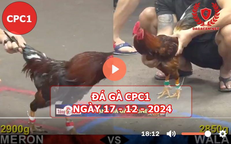 Đá gà CPC1 ngày 17-12-2024