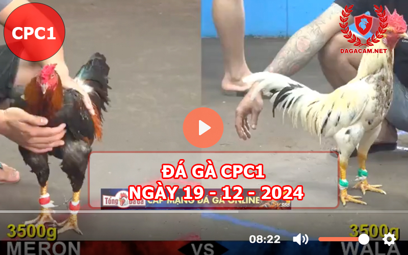 Đá gà CPC1 ngày 19-12-2024