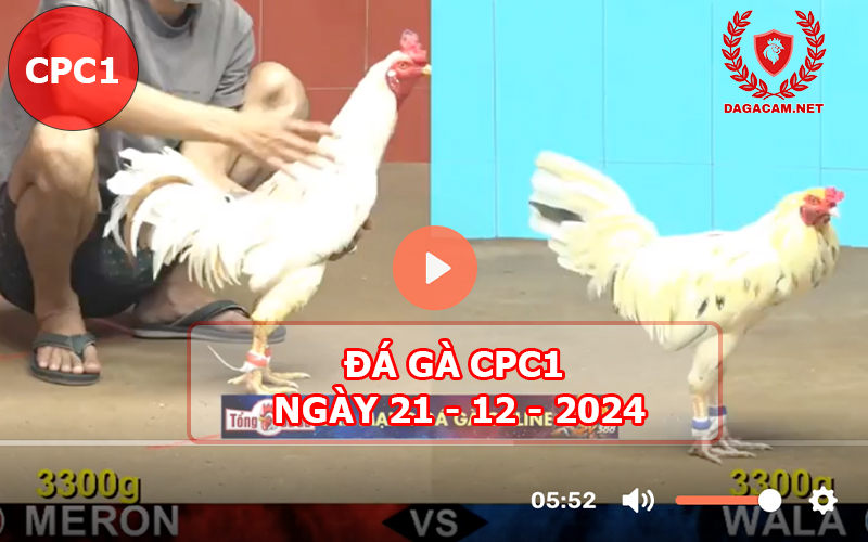 Đá gà CPC1 ngày 21-12-2024