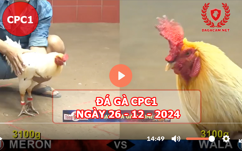 Đá gà CPC1 ngày 26-12-2024