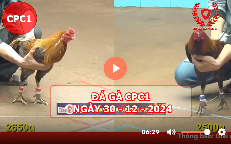 Đá gà CPC1 ngày 30-12-2024