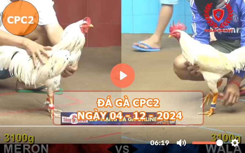 Đá gà CPC2 ngày 04-12-2024