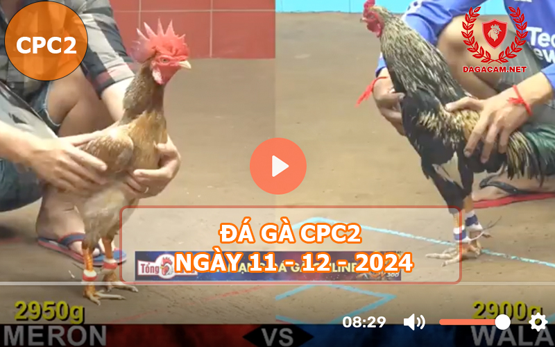 Đá gà CPC2 ngày 11-12-2024