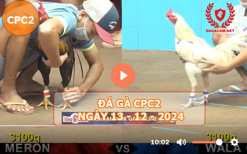 Đá gà CPC2 ngày 13-12-2024