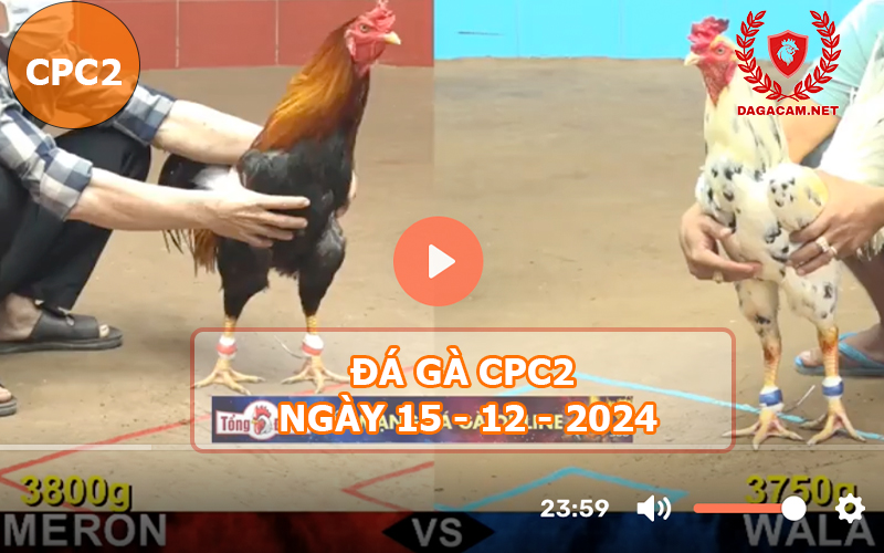 Đá gà CPC2 ngày 15-12-2024