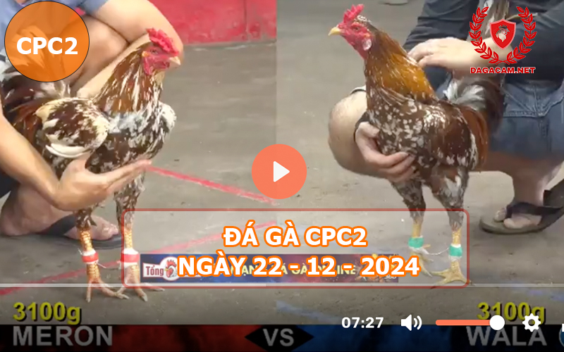 Đá gà CPC2 ngày 22-12-2024