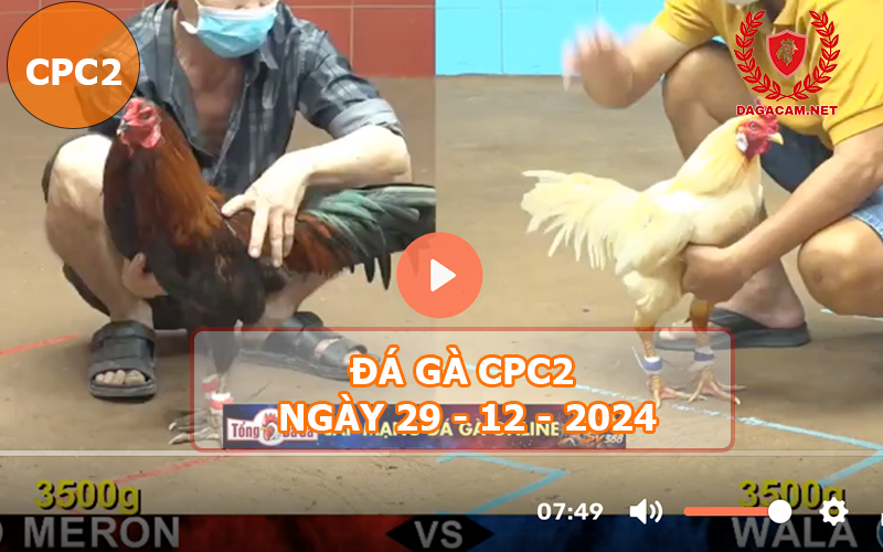 Đá gà CPC2 ngày 29-12-2024