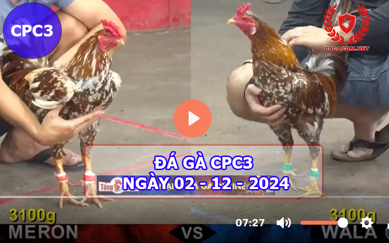 Đá gà CPC3 ngày 02-12-2024