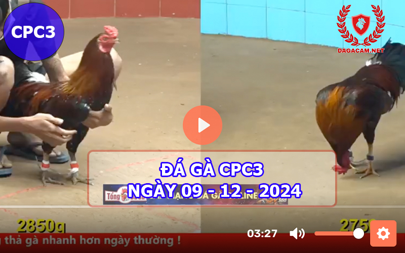 Đá gà CPC3 ngày 09-12-2024