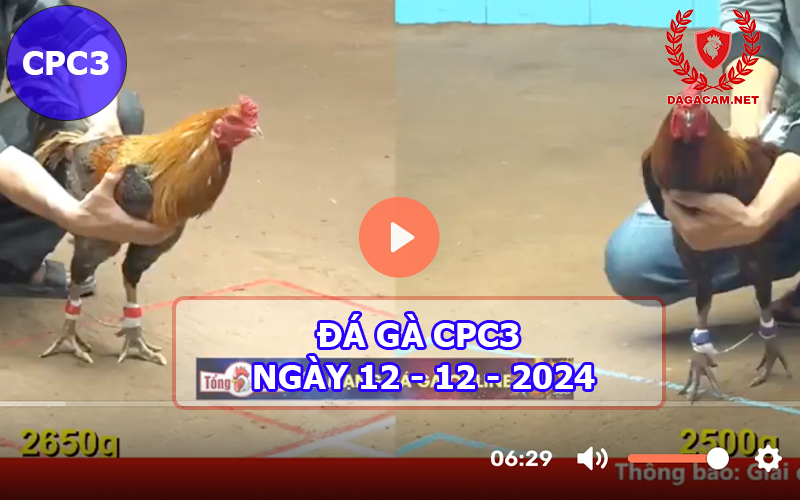 Đá gà CPC3 ngày 12-12-2024