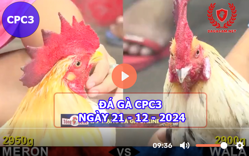 Đá gà CPC3 ngày 21-12-2024