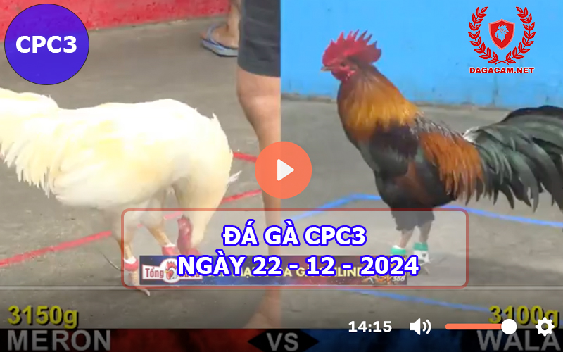 Đá gà CPC3 ngày 22-12-2024