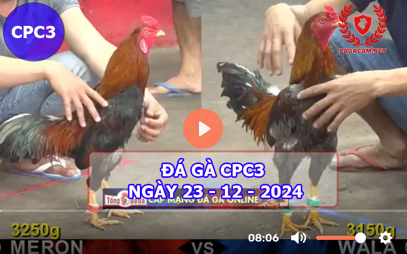 Đá gà CPC3 ngày 23-12-2024