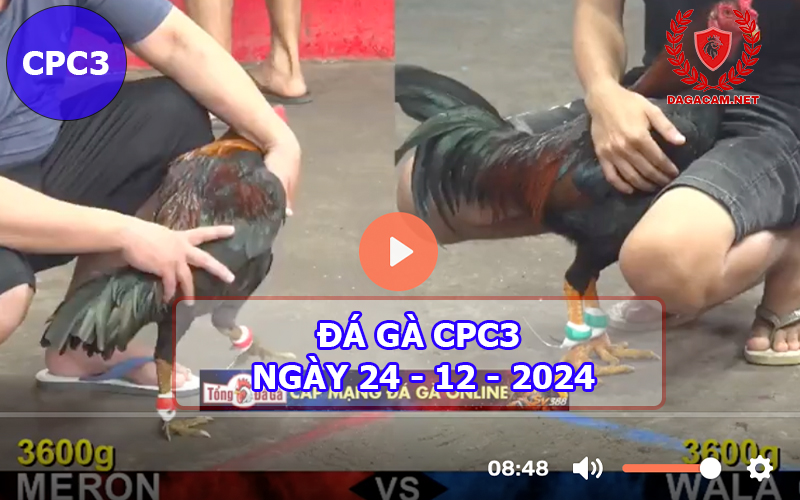 Đá gà CPC3 ngày 24-12-2024