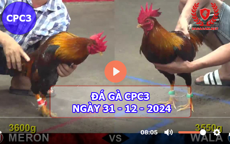 Đá gà CPC3 ngày 31-12-2024