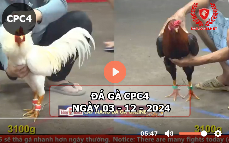 Đá gà CPC4 ngày 03-12-2024