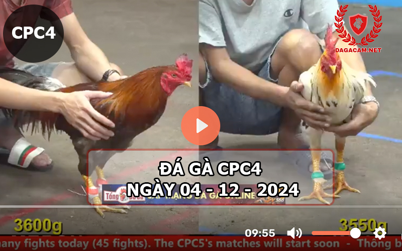 Đá gà CPC4 ngày 04-12-2024