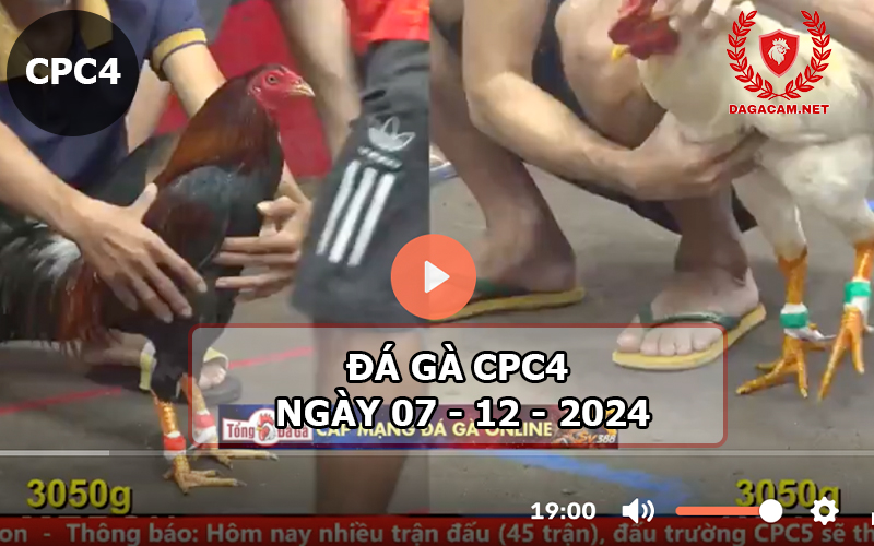 Đá gà CPC4 ngày 07-12-2024