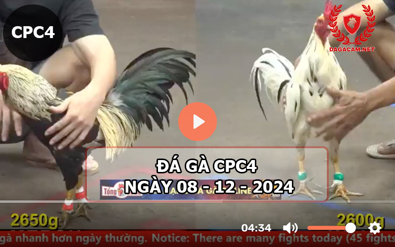 Đá gà CPC4 ngày 08-12-2024