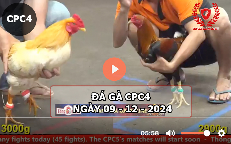 Đá gà CPC4 ngày 09-12-2024