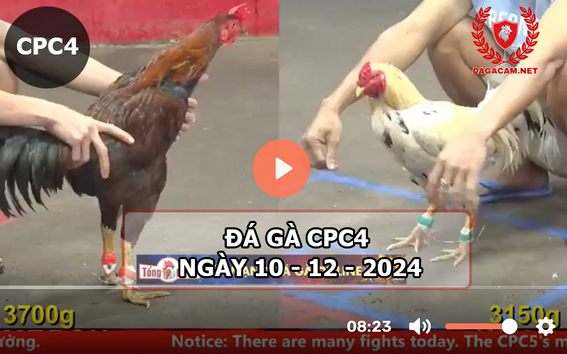 Đá gà CPC4 ngày 10-12-2024