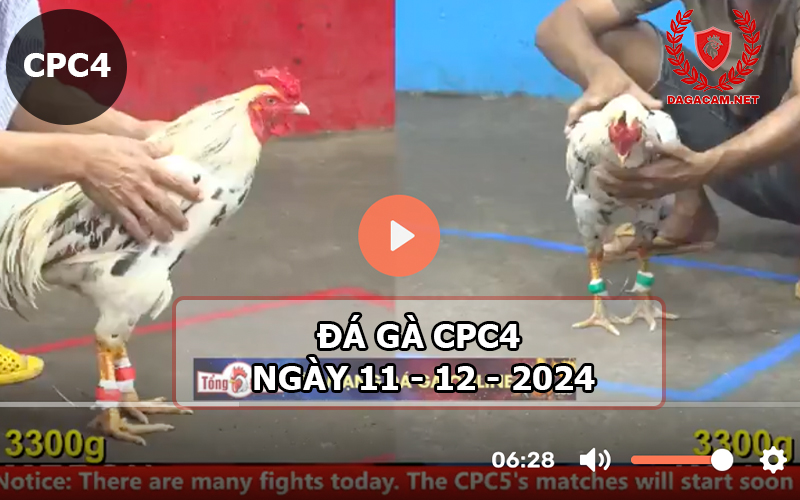 Đá gà CPC4 ngày 11-12-2024