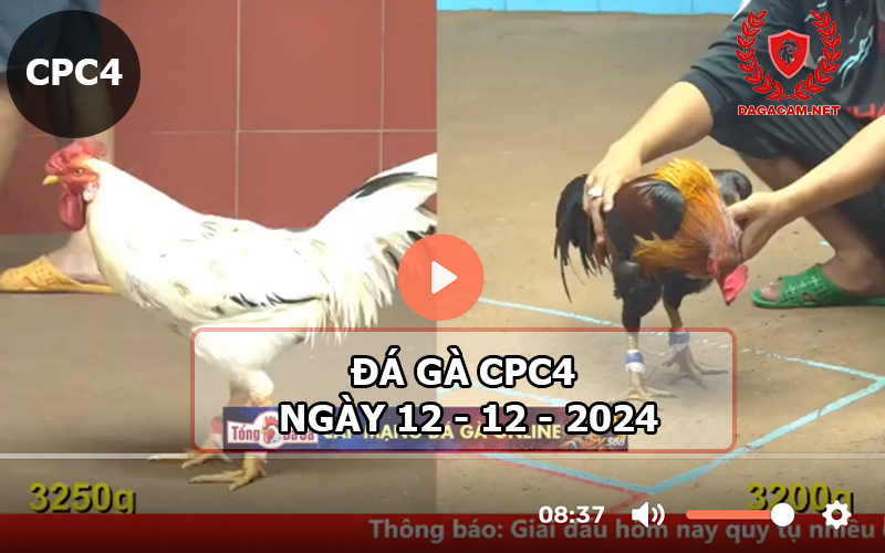 Đá gà CPC4 ngày 12-12-2024