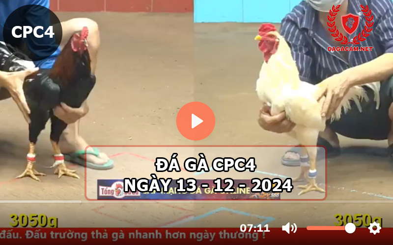 Đá gà CPC4 ngày 13-12-2024