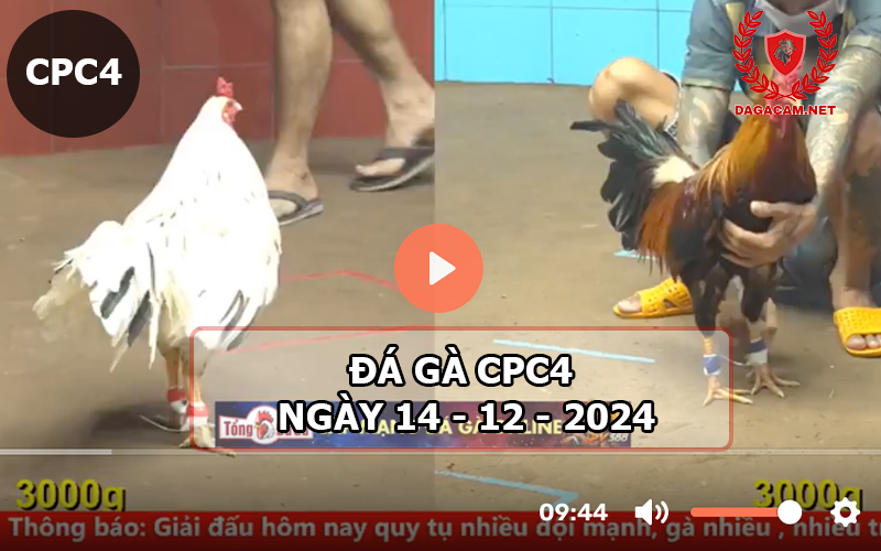 Đá gà CPC4 ngày 14-12-2024