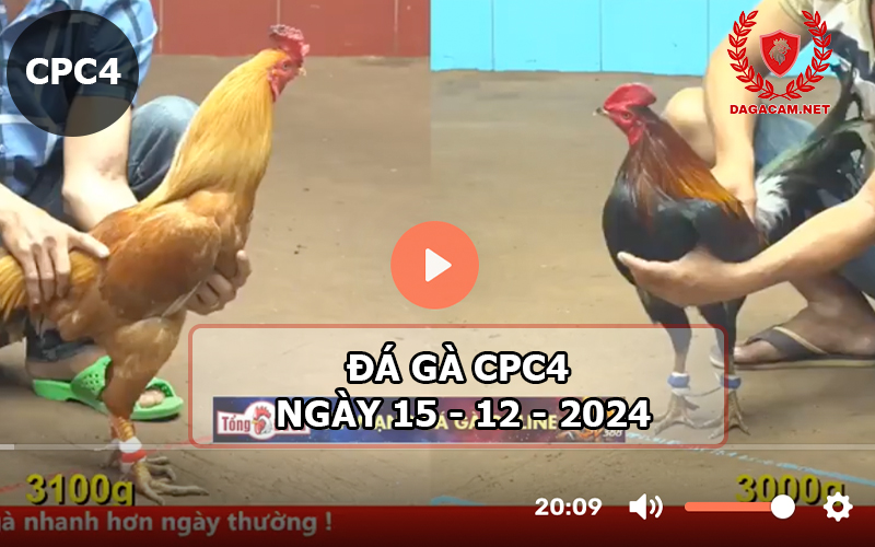 Đá gà CPC4 ngày 15-12-2024