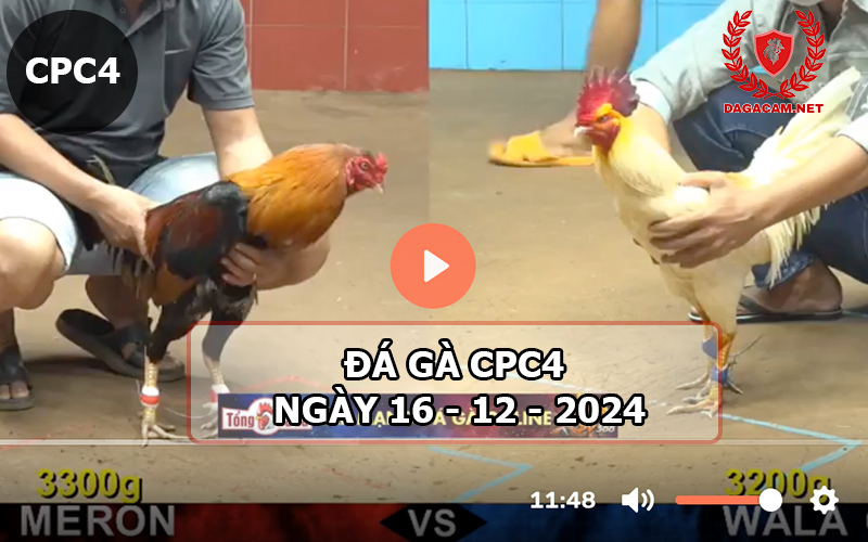 Đá gà CPC4 ngày 16-12-2024