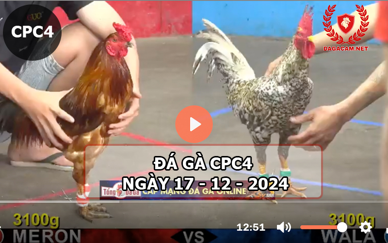 Đá gà CPC4 ngày 17-12-2024