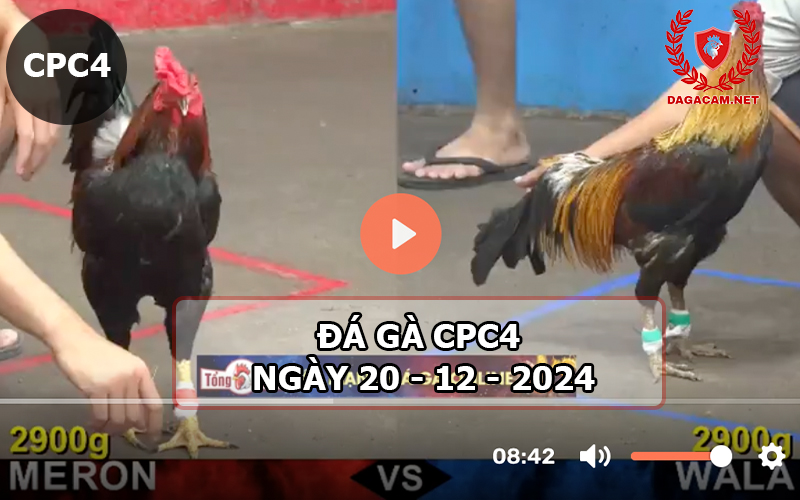 Đá gà CPC4 ngày 20-12-2024