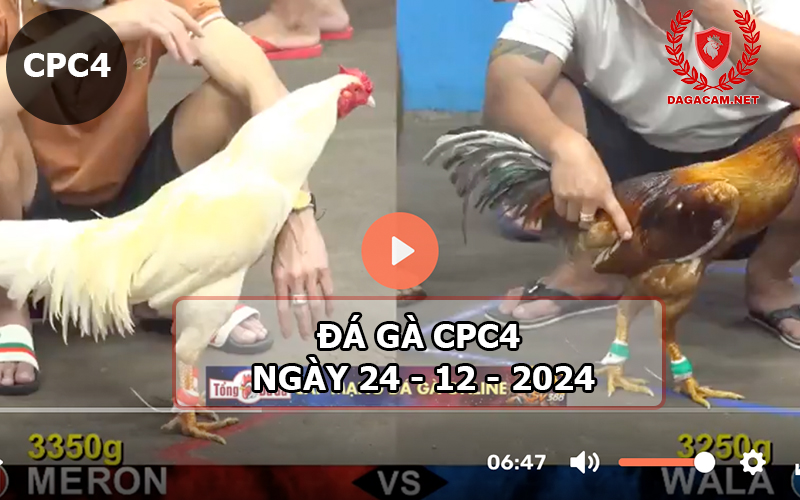 Đá gà CPC4 ngày 24-12-2024