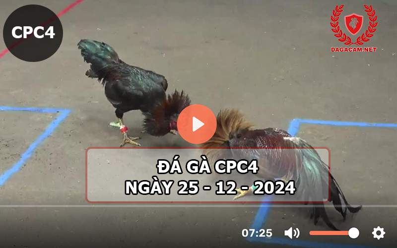 Đá gà CPC4 ngày 25-12-2024