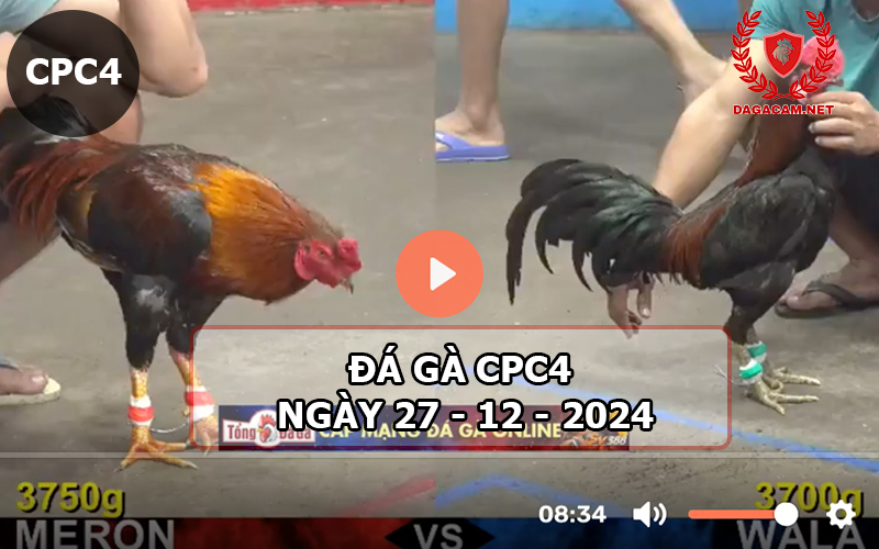 Đá gà CPC4 ngày 27-12-2024