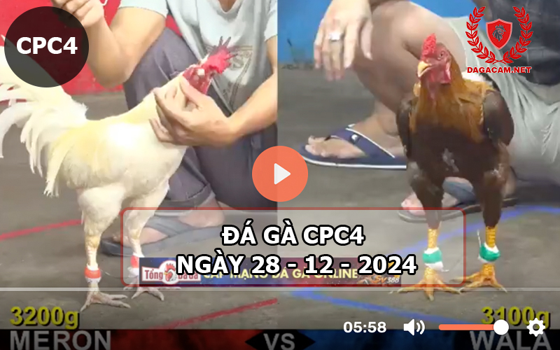 Đá gà CPC4 ngày 28-12-2024