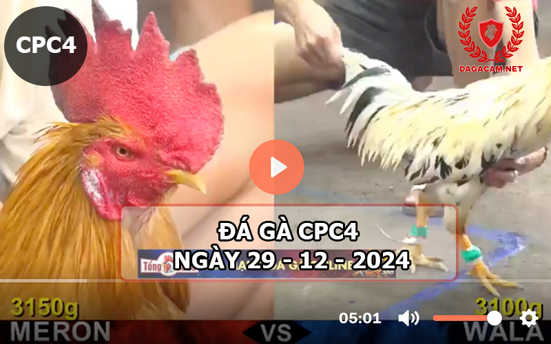 Đá gà CPC4 ngày 29-12-2024