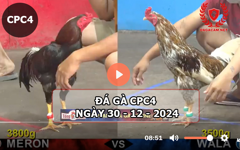 Đá gà CPC4 ngày 30-12-2024