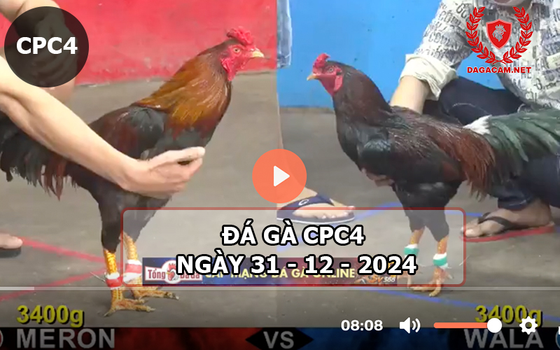 Đá gà CPC4 ngày 31-12-2024