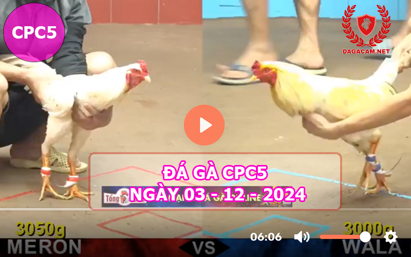 Đá gà CPC5 ngày 03-12-2024