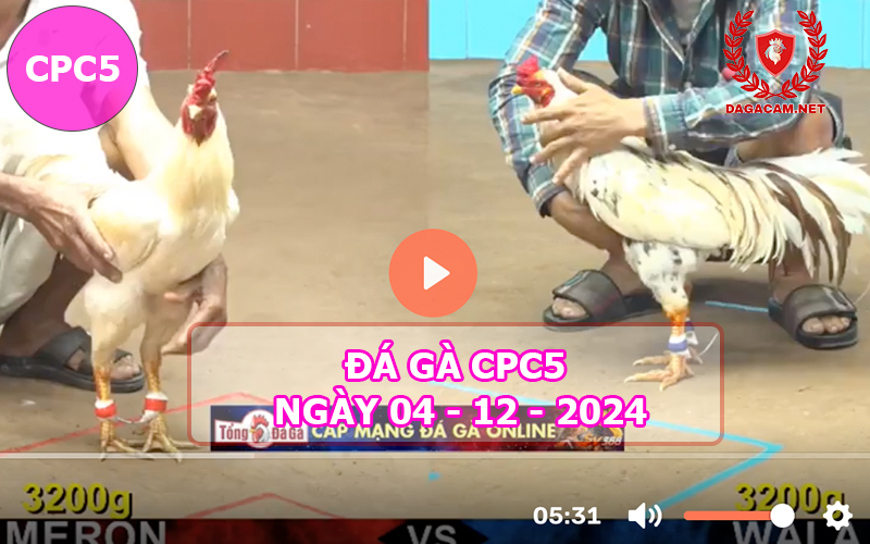 Đá gà CPC5 ngày 04-12-2024