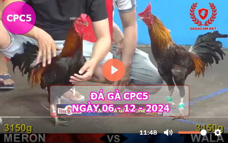 Đá gà CPC5 ngày 06-12-2024