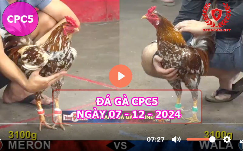 Đá gà CPC5 ngày 07-12-2024