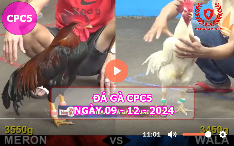 Đá gà CPC5 ngày 09-12-2024