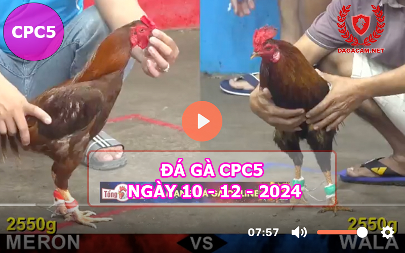 Đá gà CPC5 ngày 10-12-2024