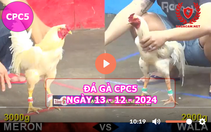 Đá gà CPC5 ngày 13-12-2024