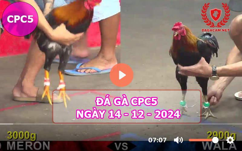 Đá gà CPC5 ngày 14-12-2024