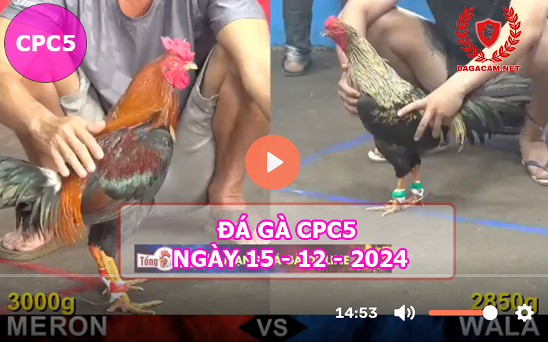 Đá gà CPC5 ngày 15-12-2024