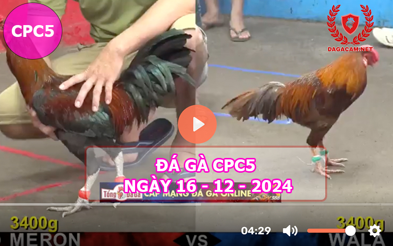 Đá gà CPC5 ngày 16-12-2024